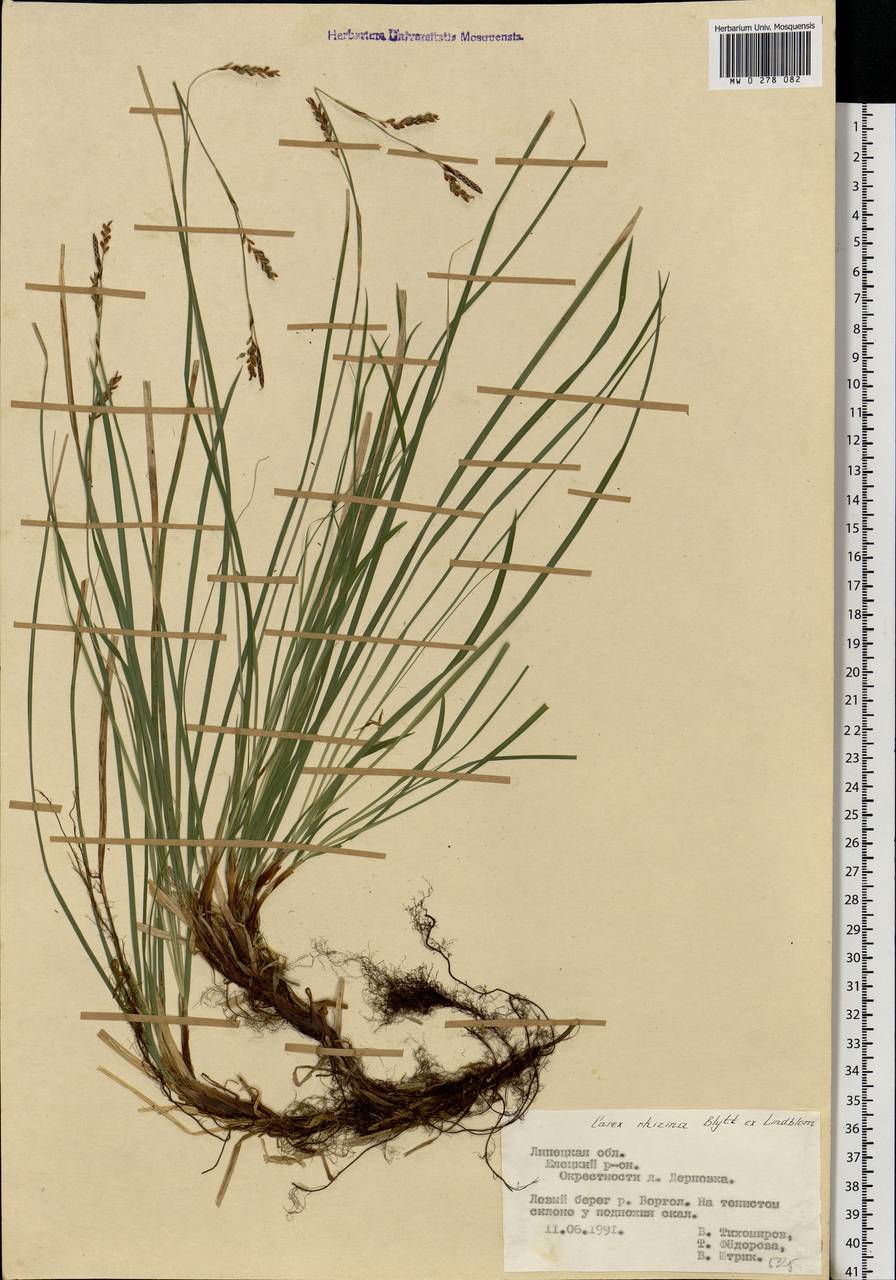Carex rhizina Blytt ex Lindblom, Eastern Europe, Central forest-and-steppe region (E6) (Russia)