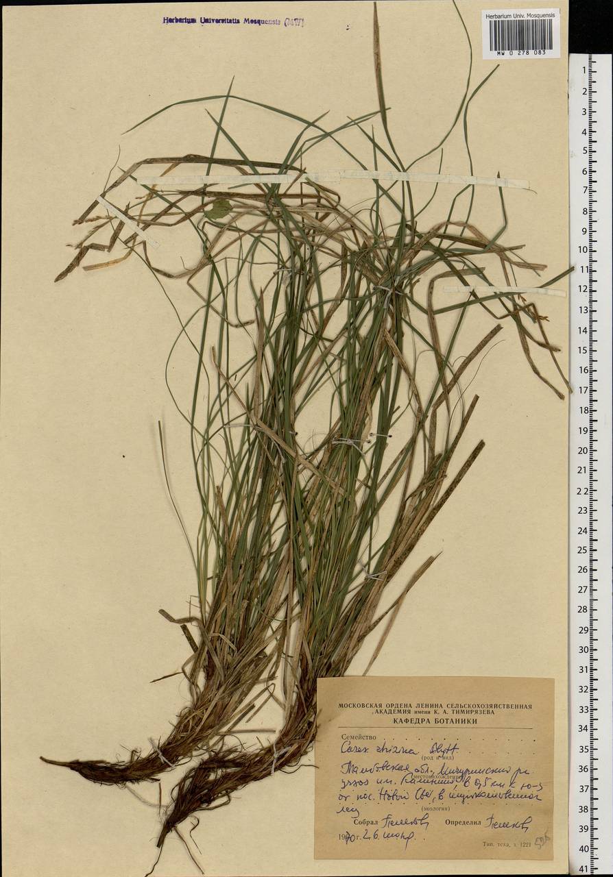 Carex rhizina Blytt ex Lindblom, Eastern Europe, Central forest-and-steppe region (E6) (Russia)