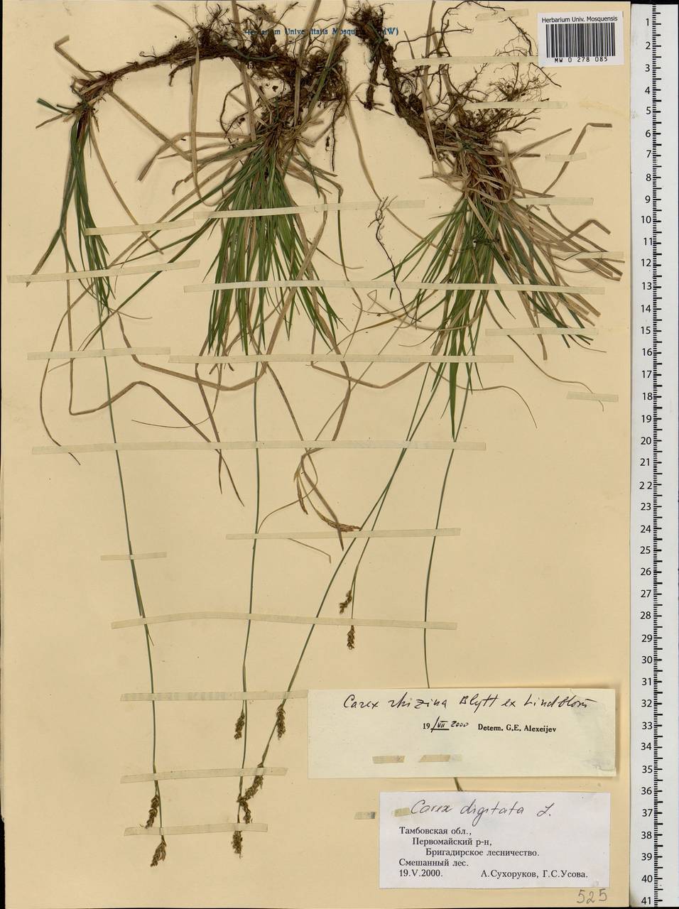 Carex rhizina Blytt ex Lindblom, Eastern Europe, Central forest-and-steppe region (E6) (Russia)