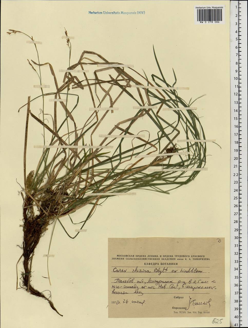 Carex rhizina Blytt ex Lindblom, Eastern Europe, Central forest-and-steppe region (E6) (Russia)