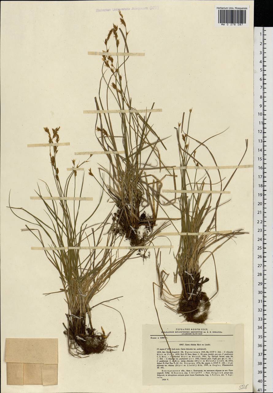 Carex rhizina Blytt ex Lindblom, Eastern Europe, Central forest-and-steppe region (E6) (Russia)