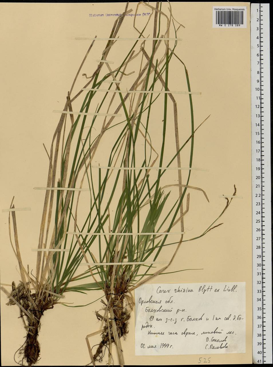 Carex rhizina Blytt ex Lindblom, Eastern Europe, Central forest-and-steppe region (E6) (Russia)