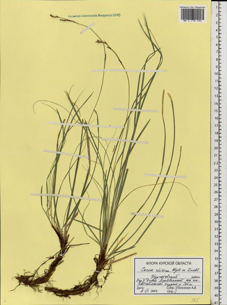 Carex rhizina Blytt ex Lindblom, Eastern Europe, Central forest-and-steppe region (E6) (Russia)