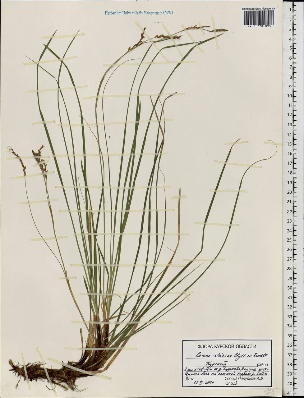 Carex rhizina Blytt ex Lindblom, Eastern Europe, Central forest-and-steppe region (E6) (Russia)