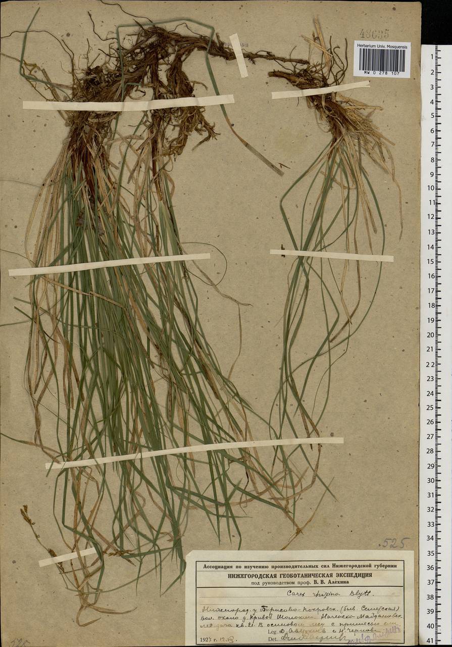 Carex rhizina Blytt ex Lindblom, Eastern Europe, Volga-Kama region (E7) (Russia)