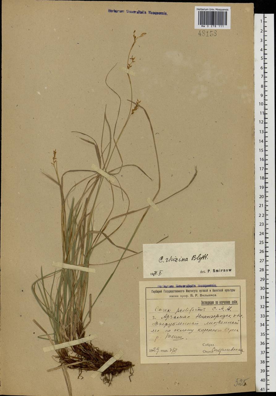 Carex rhizina Blytt ex Lindblom, Eastern Europe, Volga-Kama region (E7) (Russia)