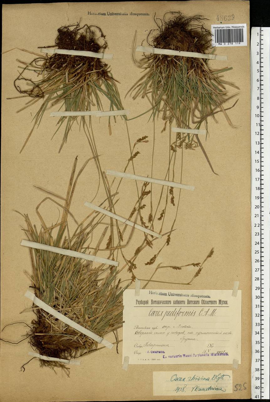 Carex rhizina Blytt ex Lindblom, Eastern Europe, Volga-Kama region (E7) (Russia)
