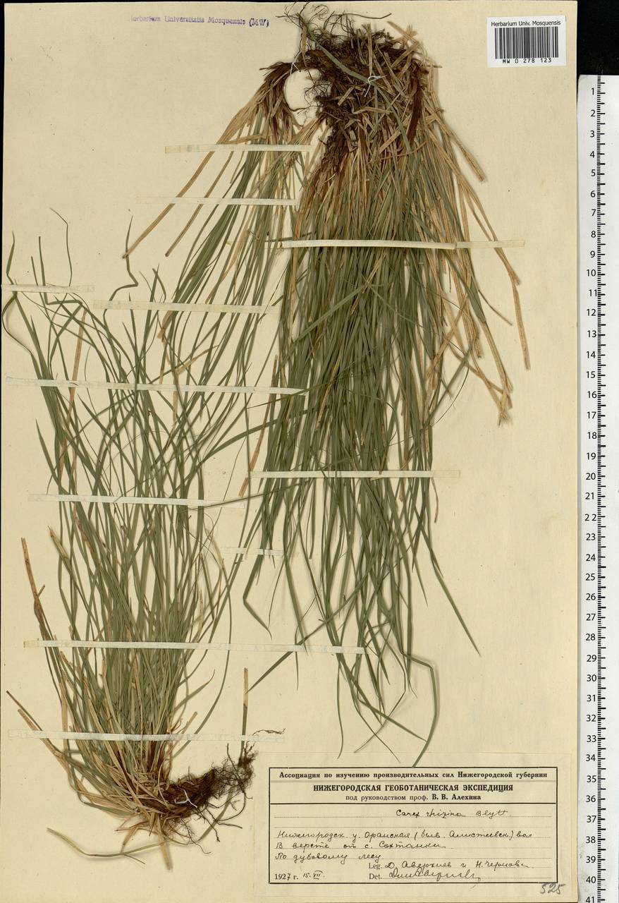 Carex rhizina Blytt ex Lindblom, Eastern Europe, Volga-Kama region (E7) (Russia)