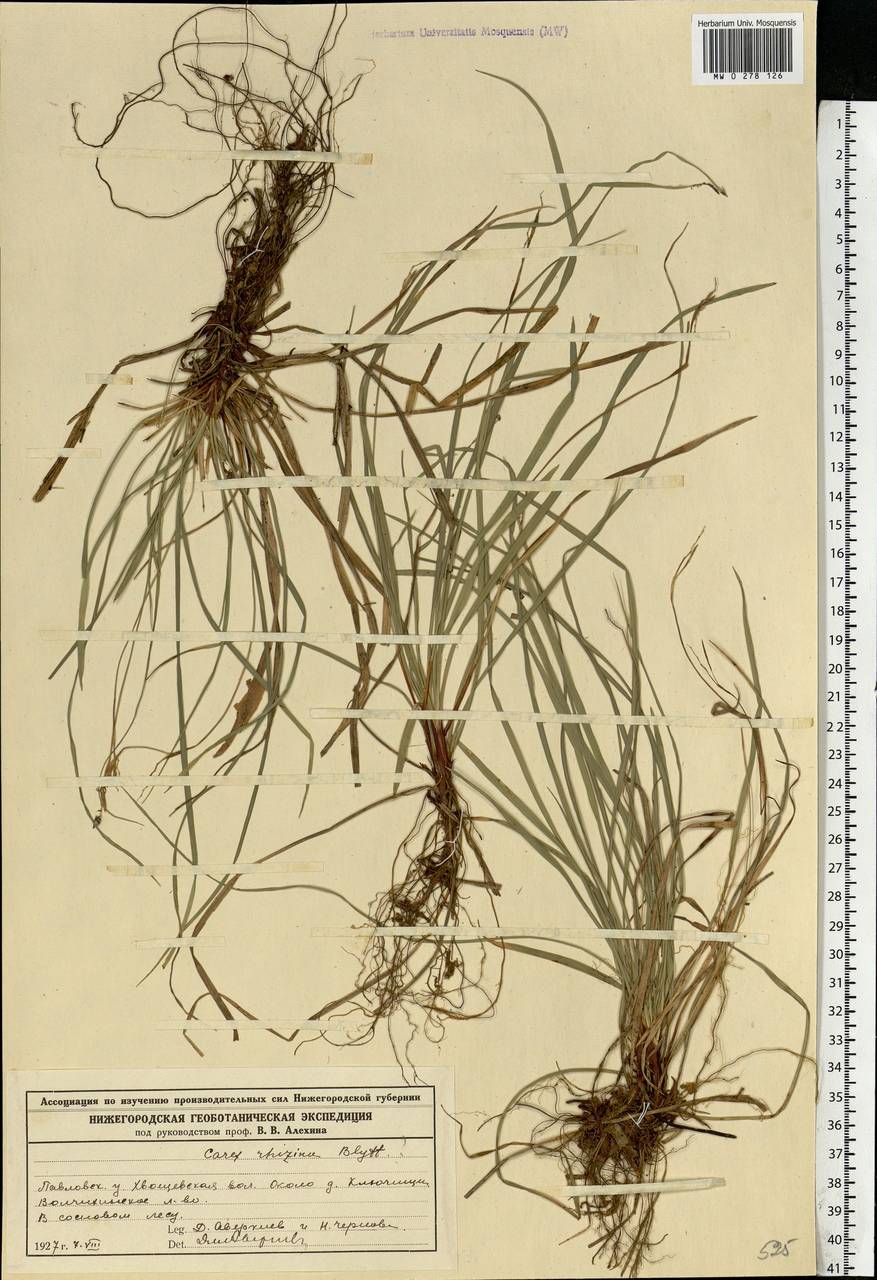 Carex rhizina Blytt ex Lindblom, Eastern Europe, Volga-Kama region (E7) (Russia)