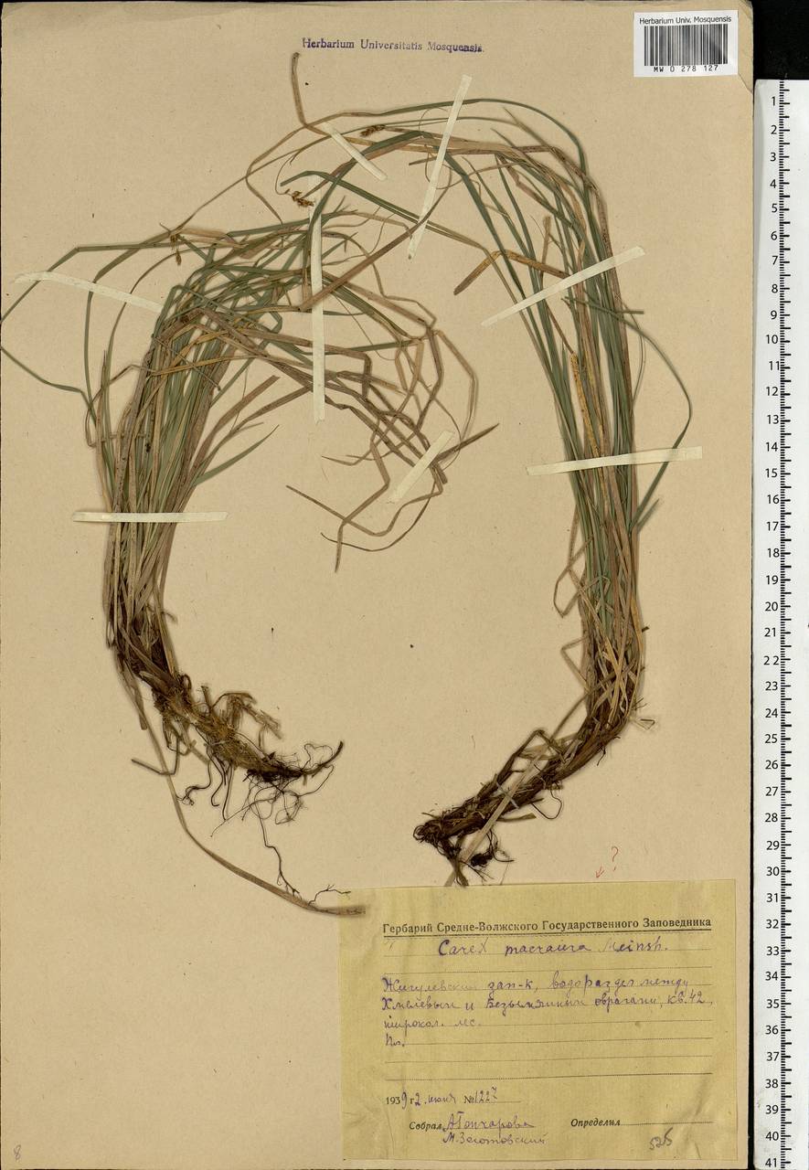 Carex rhizina Blytt ex Lindblom, Eastern Europe, Middle Volga region (E8) (Russia)