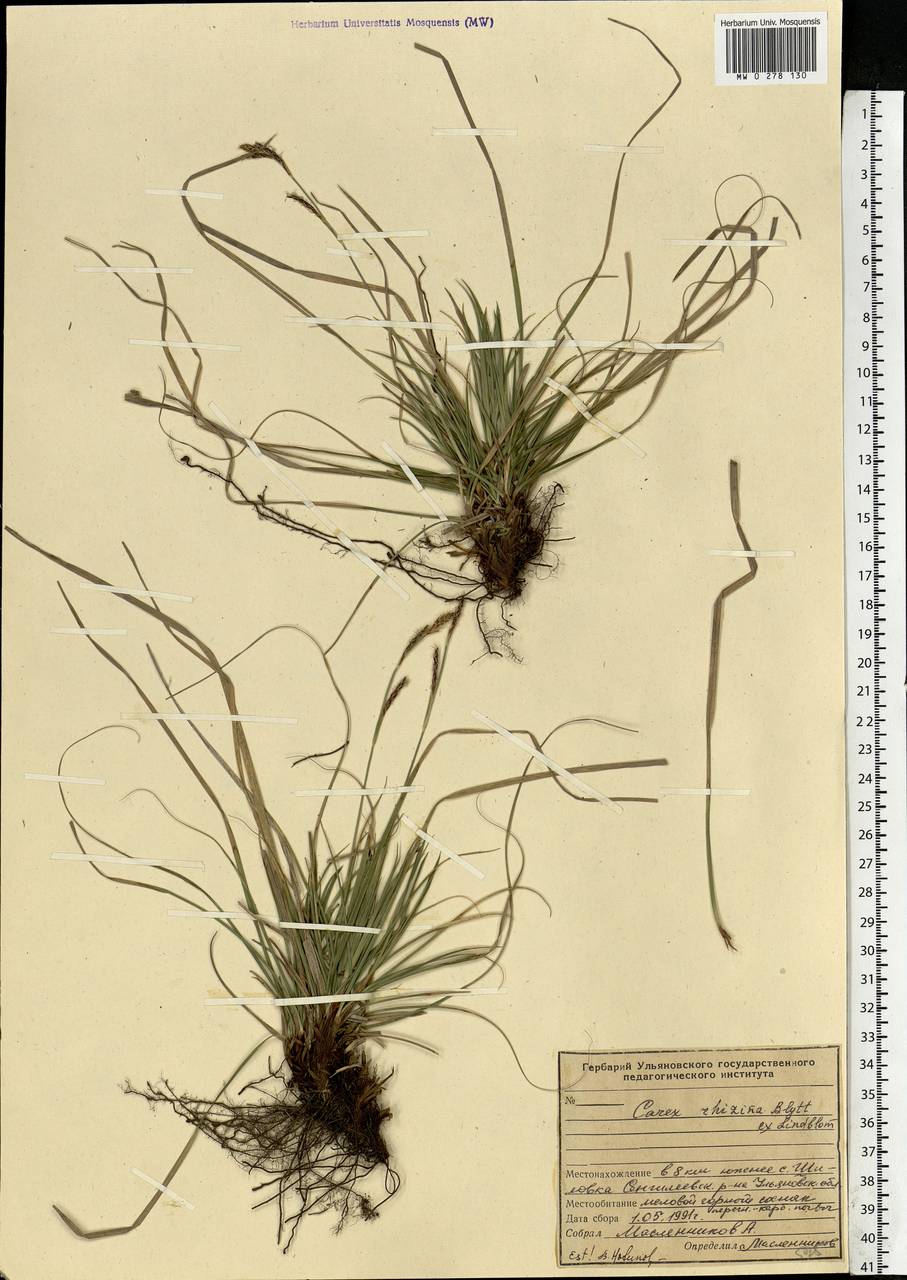 Carex rhizina Blytt ex Lindblom, Eastern Europe, Middle Volga region (E8) (Russia)