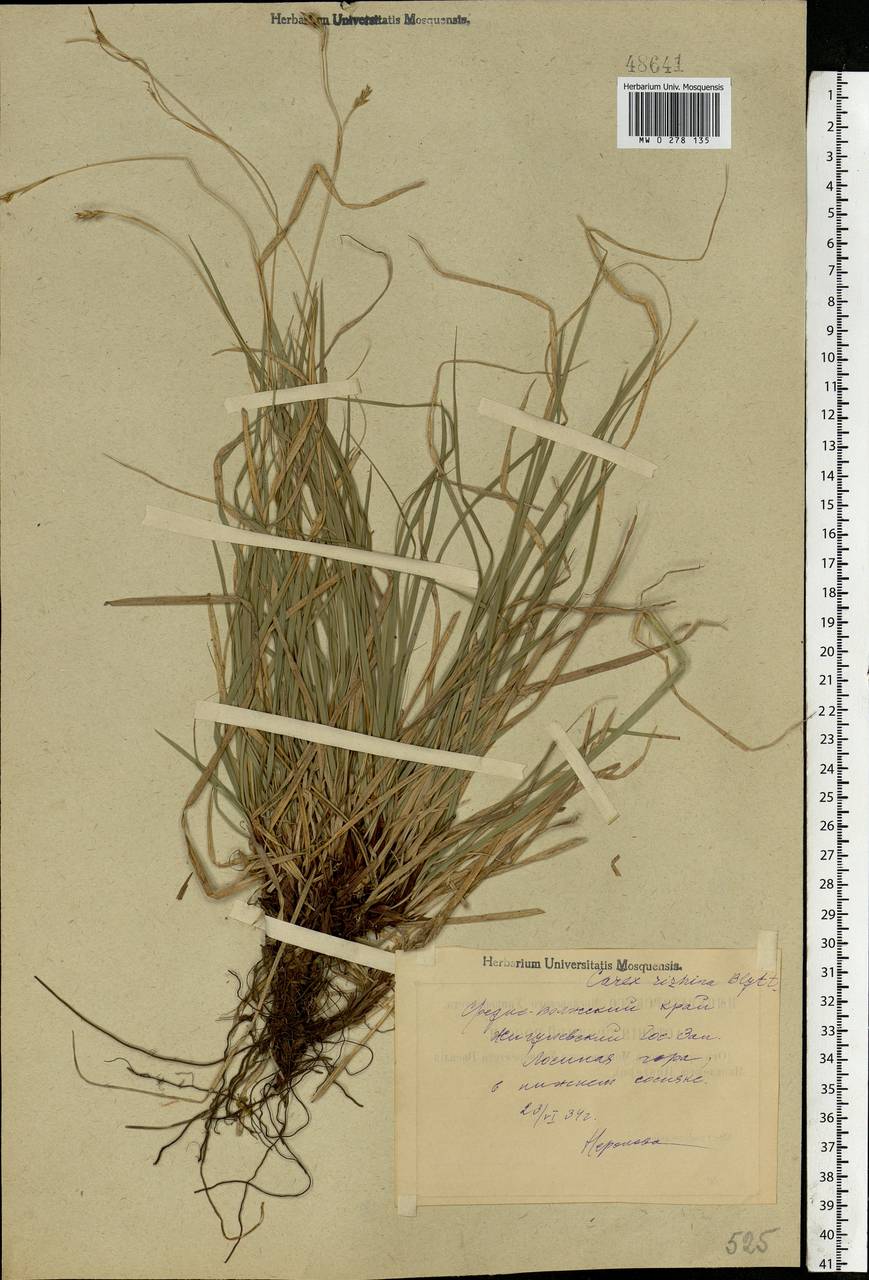 Carex rhizina Blytt ex Lindblom, Eastern Europe, Middle Volga region (E8) (Russia)