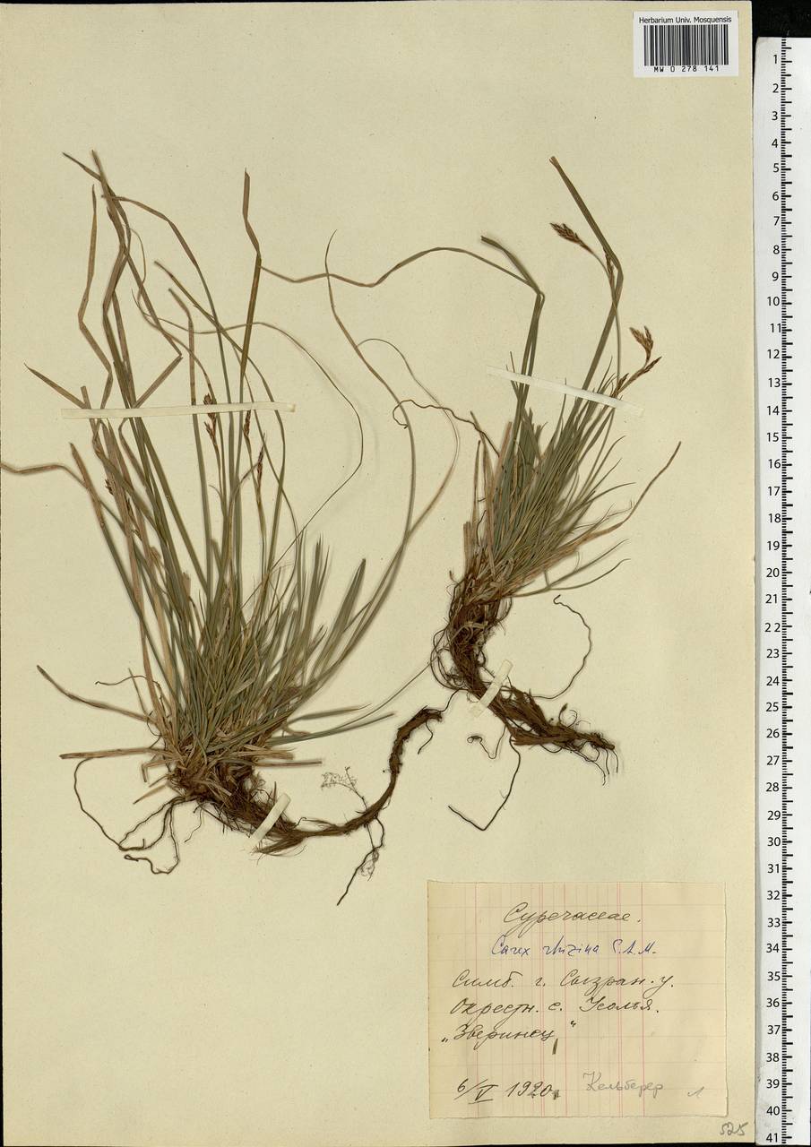 Carex rhizina Blytt ex Lindblom, Eastern Europe, Middle Volga region (E8) (Russia)