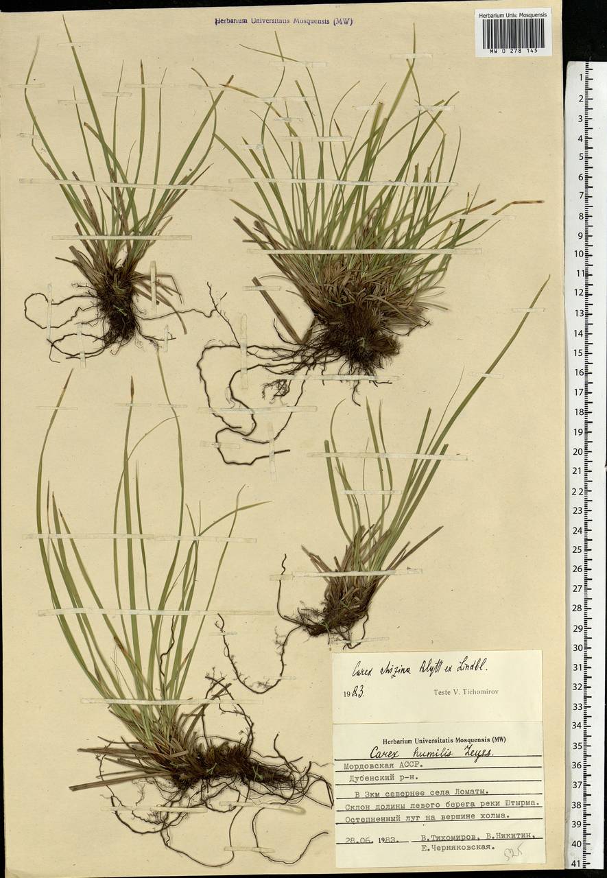 Carex rhizina Blytt ex Lindblom, Eastern Europe, Middle Volga region (E8) (Russia)