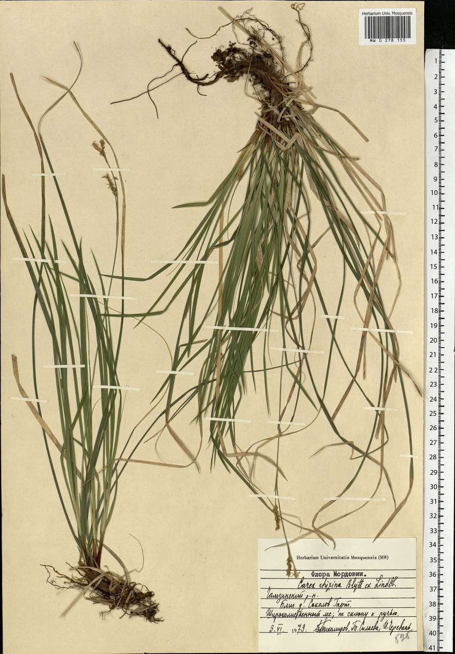 Carex rhizina Blytt ex Lindblom, Eastern Europe, Middle Volga region (E8) (Russia)