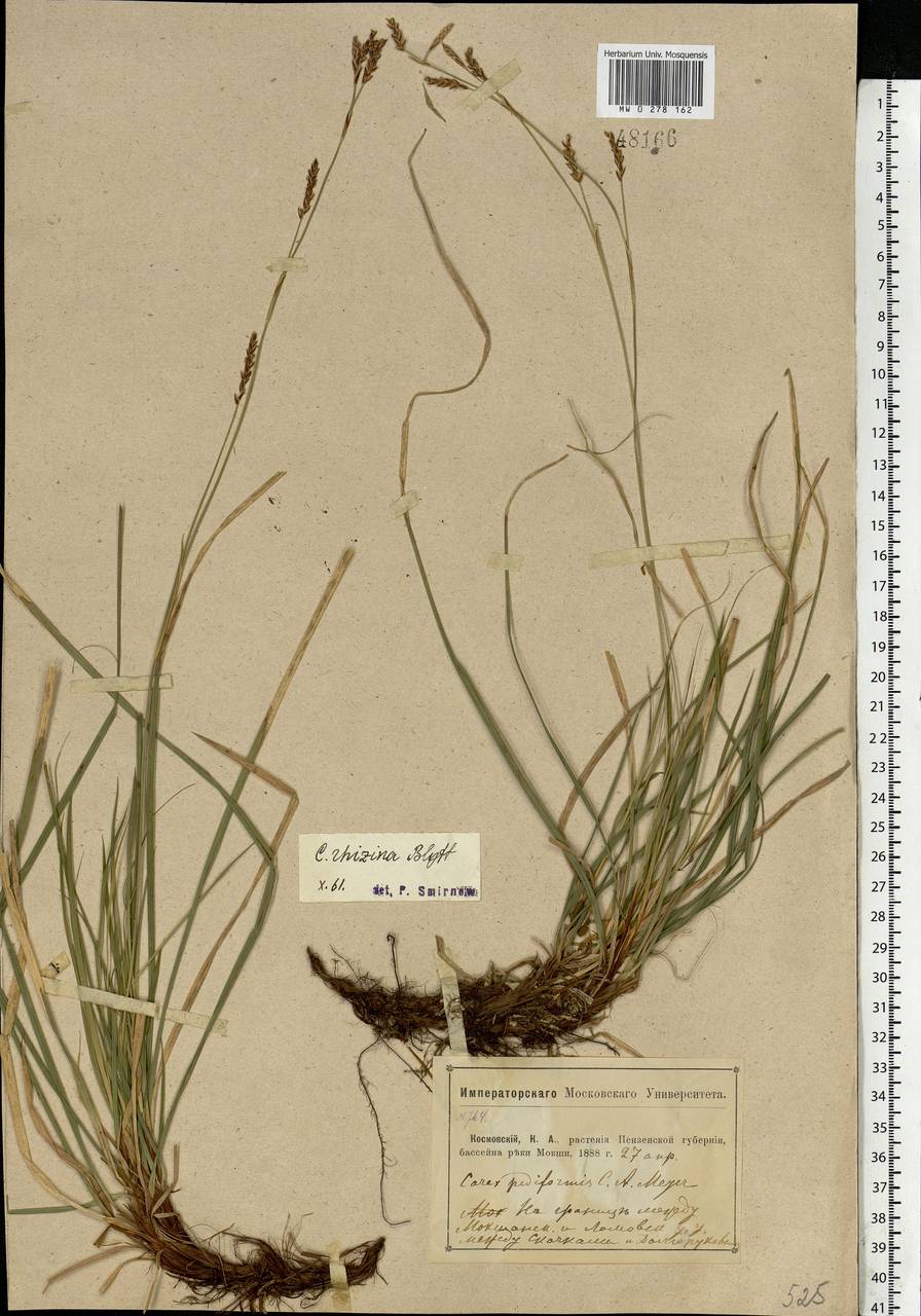 Carex rhizina Blytt ex Lindblom, Eastern Europe, Middle Volga region (E8) (Russia)