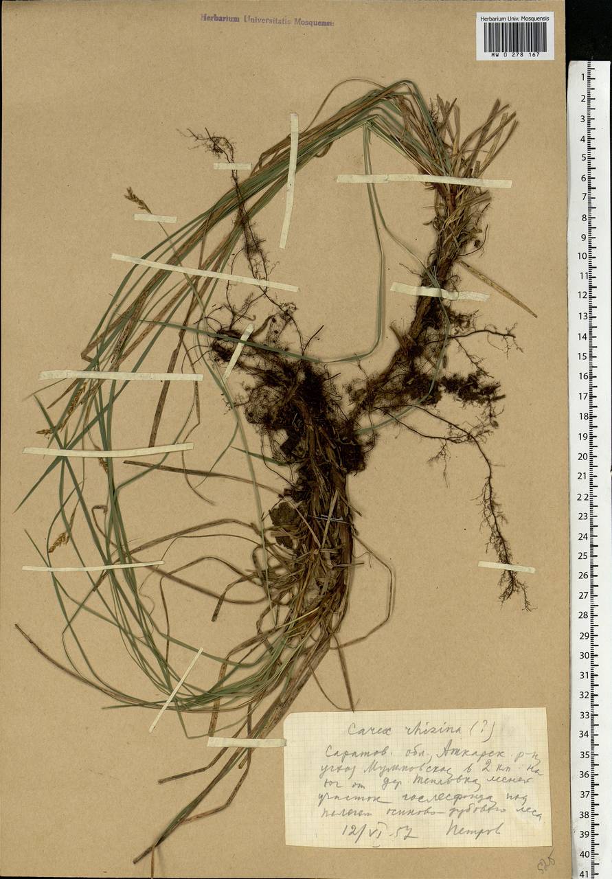Carex rhizina Blytt ex Lindblom, Eastern Europe, Lower Volga region (E9) (Russia)