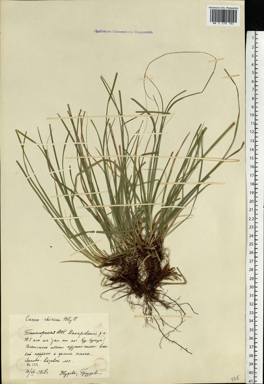 Carex rhizina Blytt ex Lindblom, Eastern Europe, Eastern region (E10) (Russia)