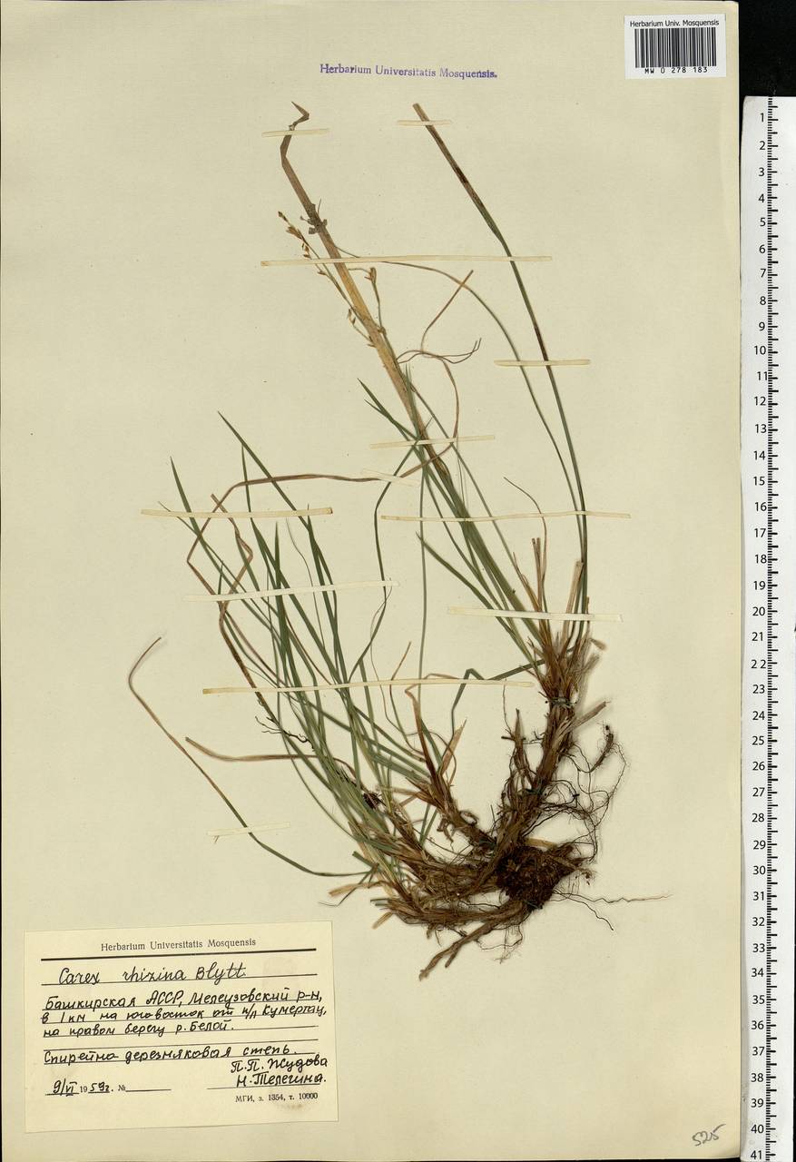 Carex rhizina Blytt ex Lindblom, Eastern Europe, Eastern region (E10) (Russia)