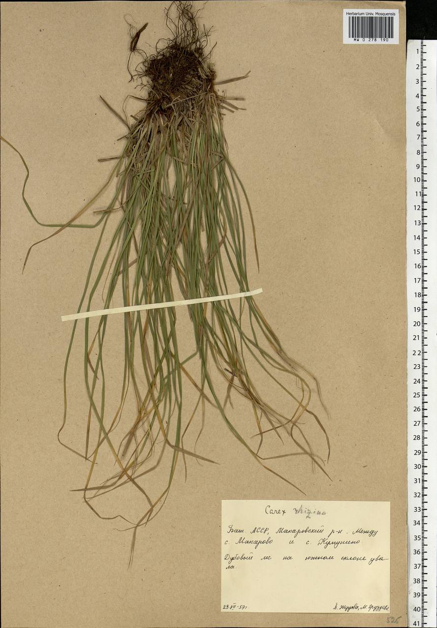 Carex rhizina Blytt ex Lindblom, Eastern Europe, Eastern region (E10) (Russia)