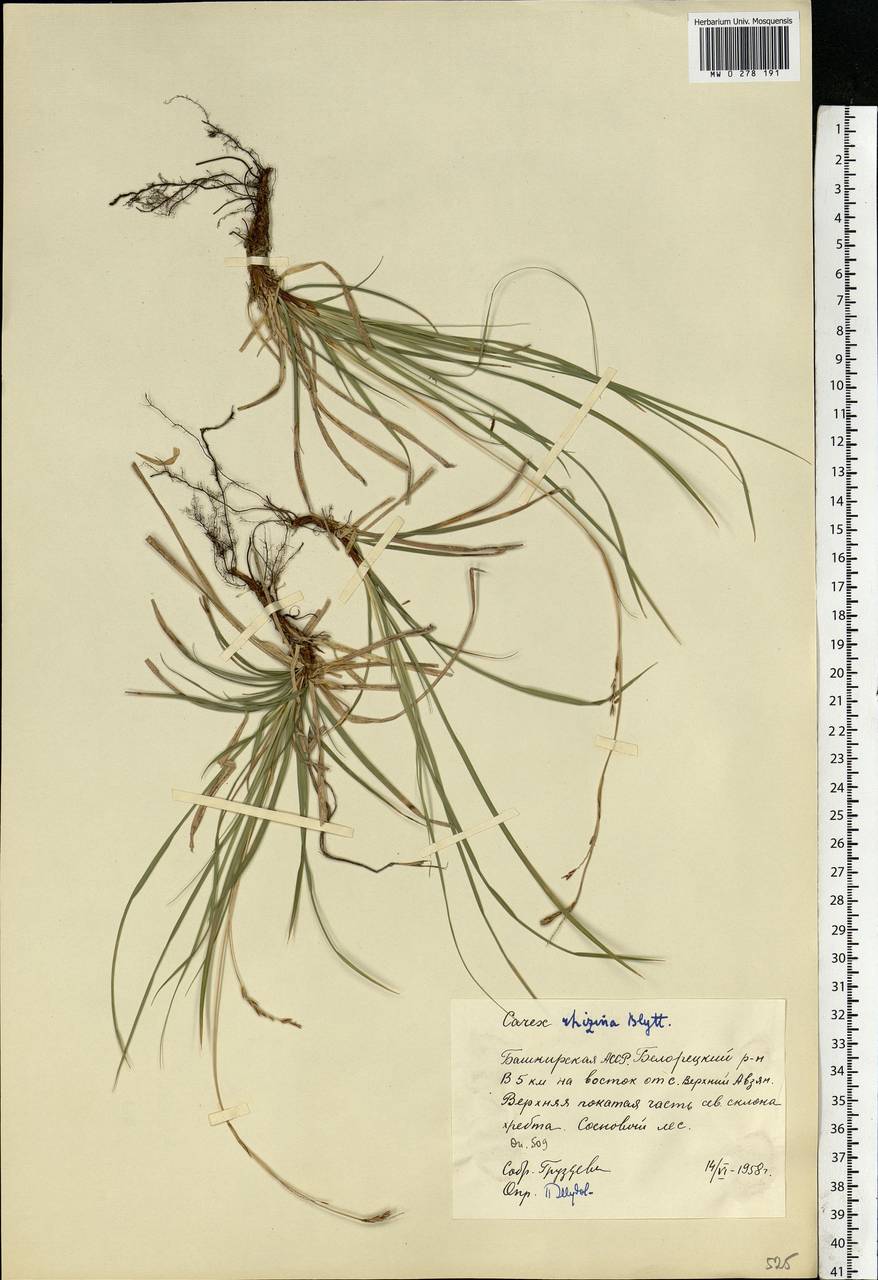 Carex rhizina Blytt ex Lindblom, Eastern Europe, Eastern region (E10) (Russia)