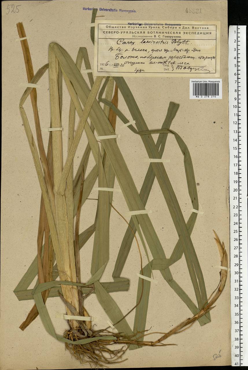 Carex utriculata Boott, Eastern Europe, Northern region (E1) (Russia)