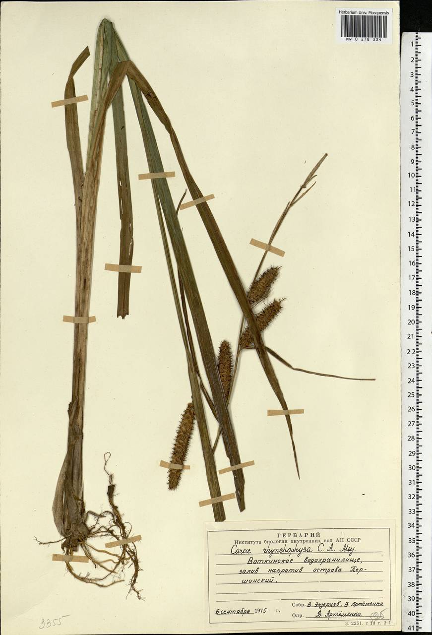 Carex utriculata Boott, Eastern Europe, Eastern region (E10) (Russia)