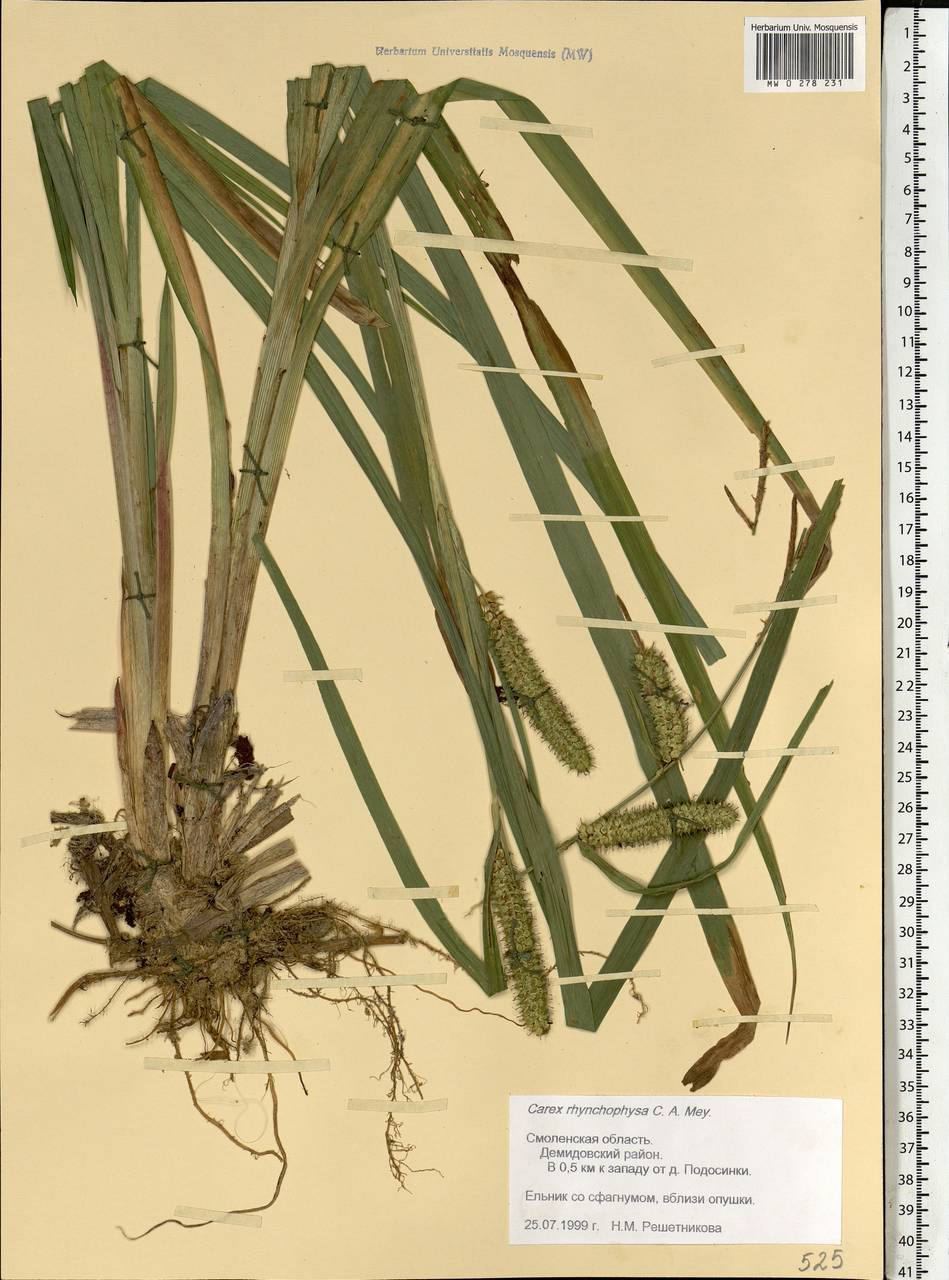 Carex utriculata Boott, Eastern Europe, Western region (E3) (Russia)