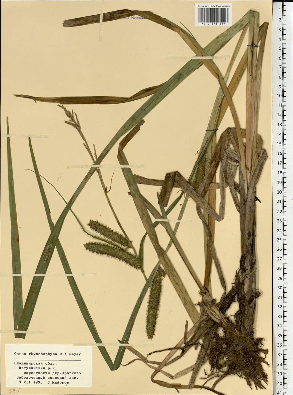 Carex utriculata Boott, Eastern Europe, Central region (E4) (Russia)