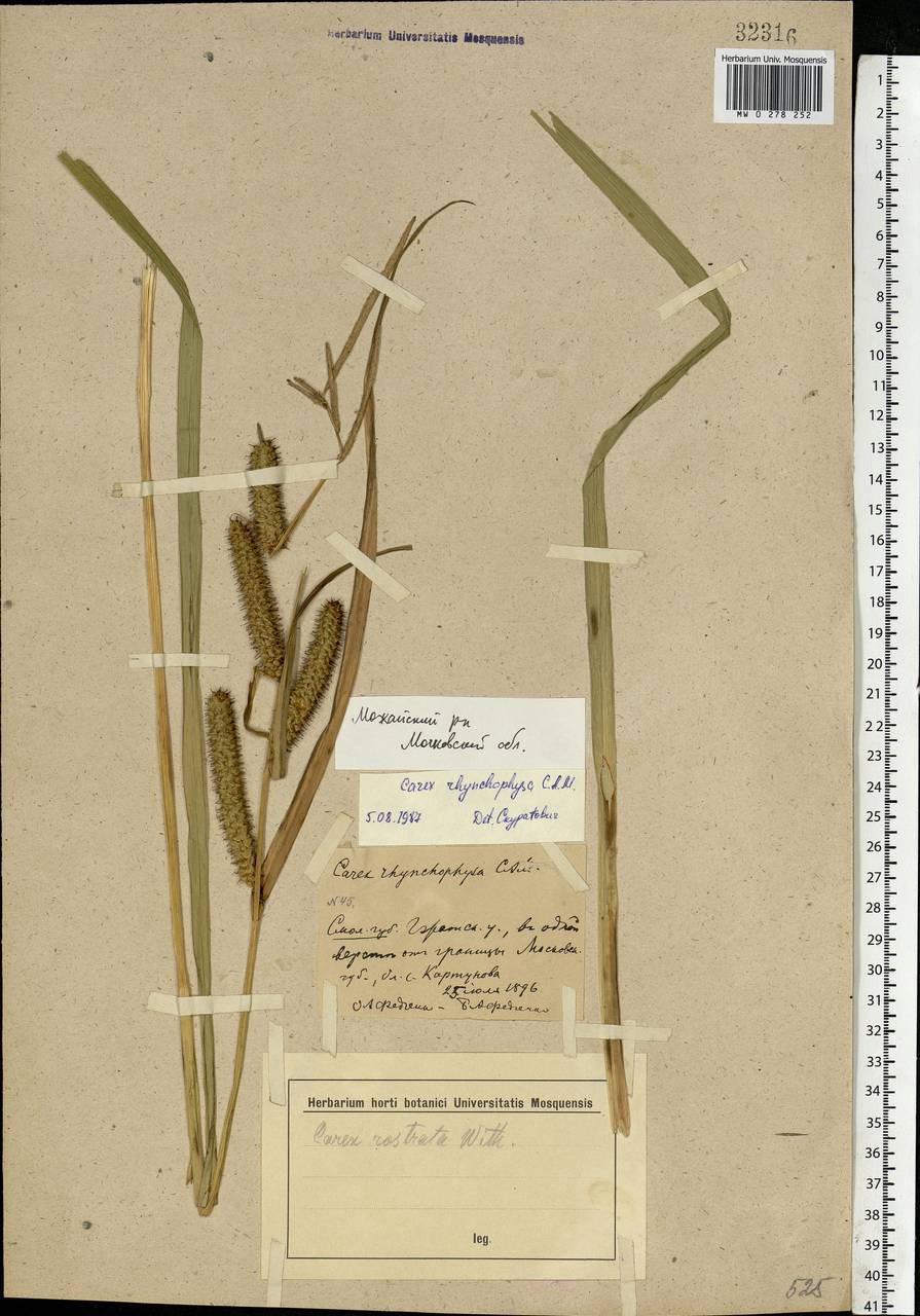 Carex utriculata Boott, Eastern Europe, Moscow region (E4a) (Russia)