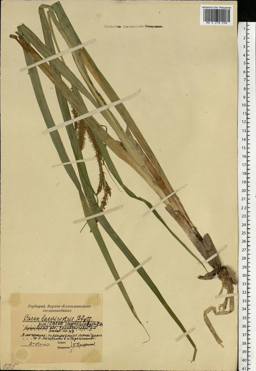 Carex utriculata Boott, Eastern Europe, Moscow region (E4a) (Russia)
