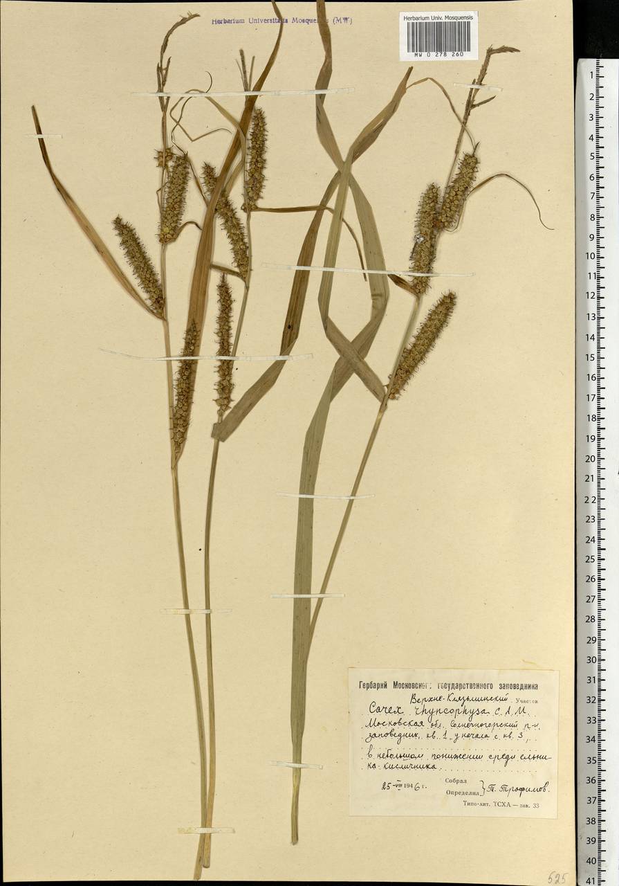 Carex utriculata Boott, Eastern Europe, Moscow region (E4a) (Russia)