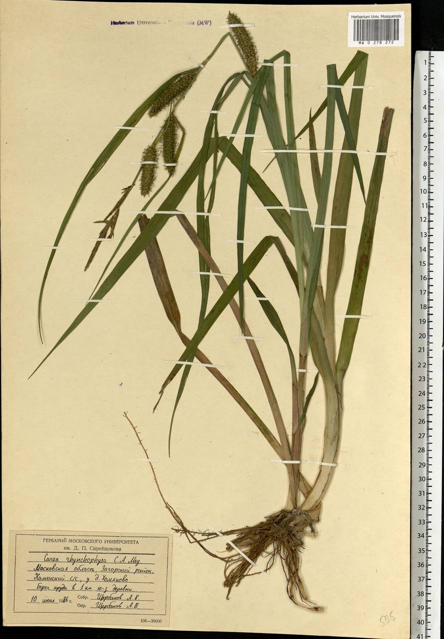 Carex utriculata Boott, Eastern Europe, Moscow region (E4a) (Russia)