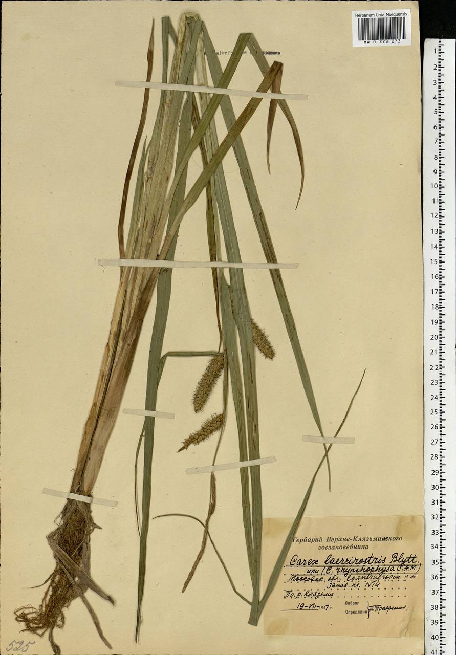 Carex utriculata Boott, Eastern Europe, Moscow region (E4a) (Russia)