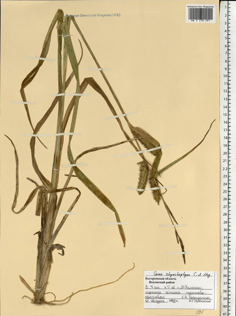 Carex utriculata Boott, Eastern Europe, Central forest region (E5) (Russia)