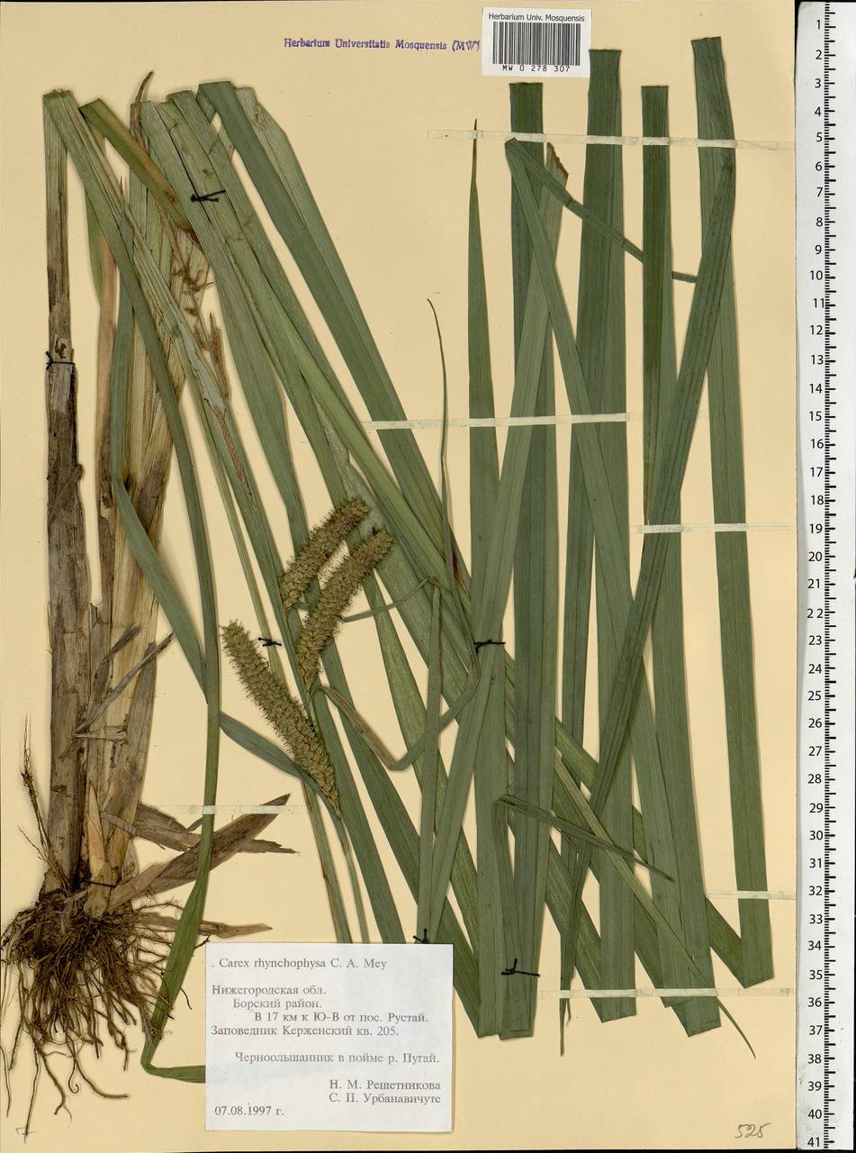 Carex utriculata Boott, Eastern Europe, Volga-Kama region (E7) (Russia)