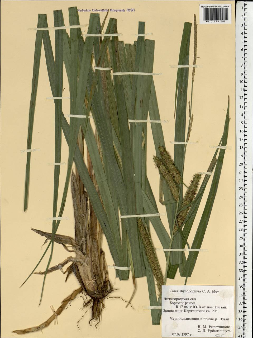 Carex utriculata Boott, Eastern Europe, Volga-Kama region (E7) (Russia)