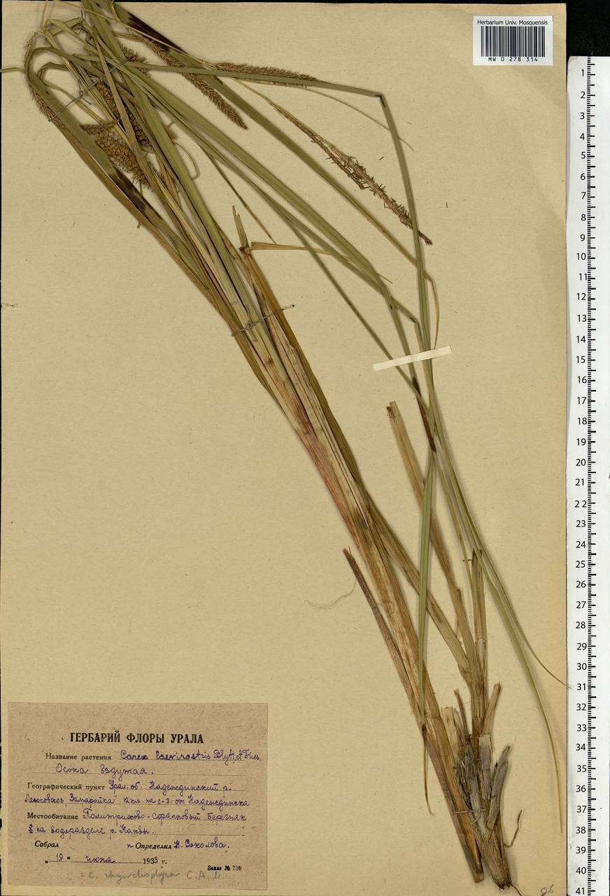 Carex utriculata Boott, Eastern Europe, Eastern region (E10) (Russia)