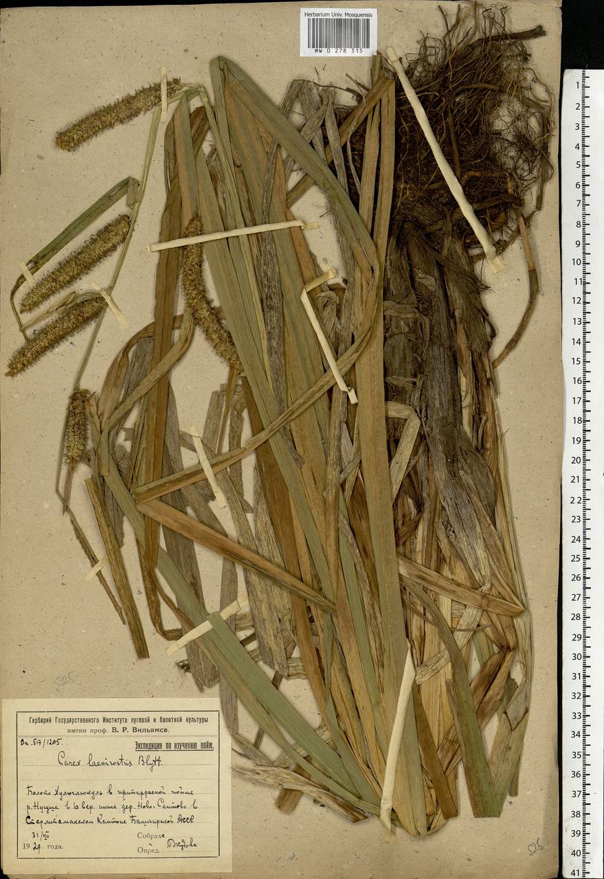 Carex utriculata Boott, Eastern Europe, Eastern region (E10) (Russia)