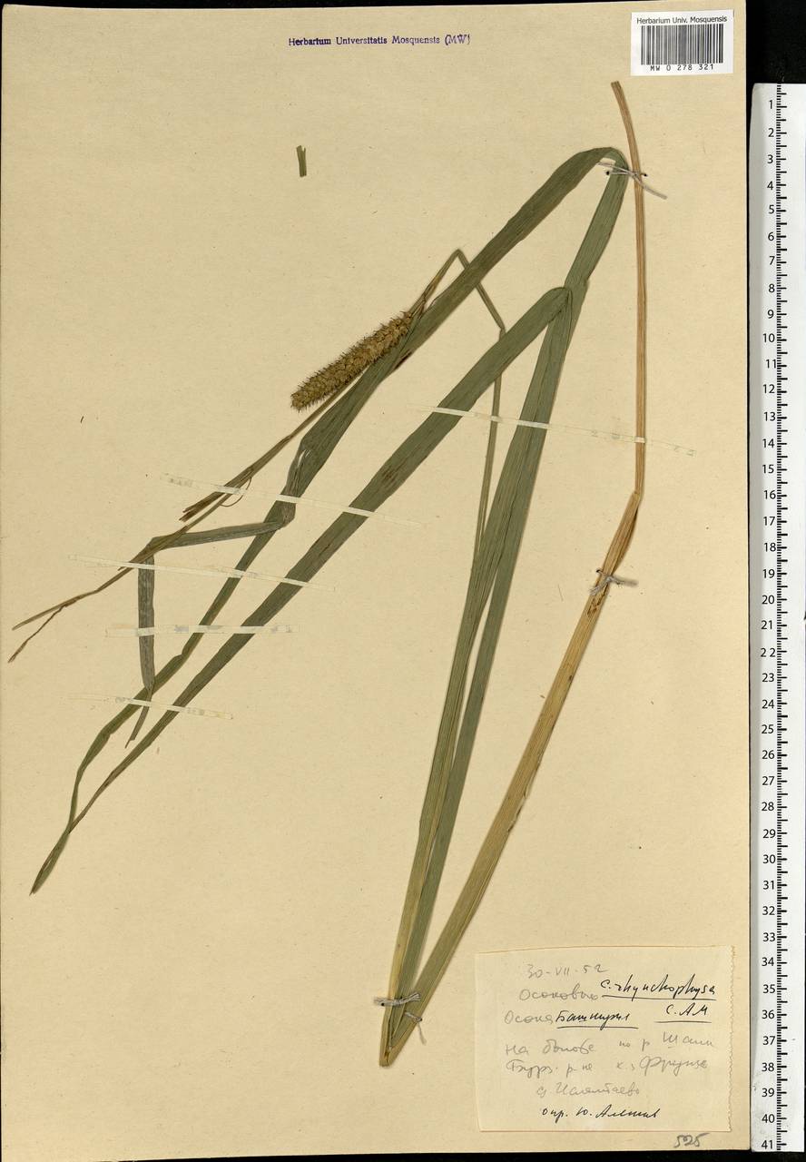 Carex utriculata Boott, Eastern Europe, Eastern region (E10) (Russia)