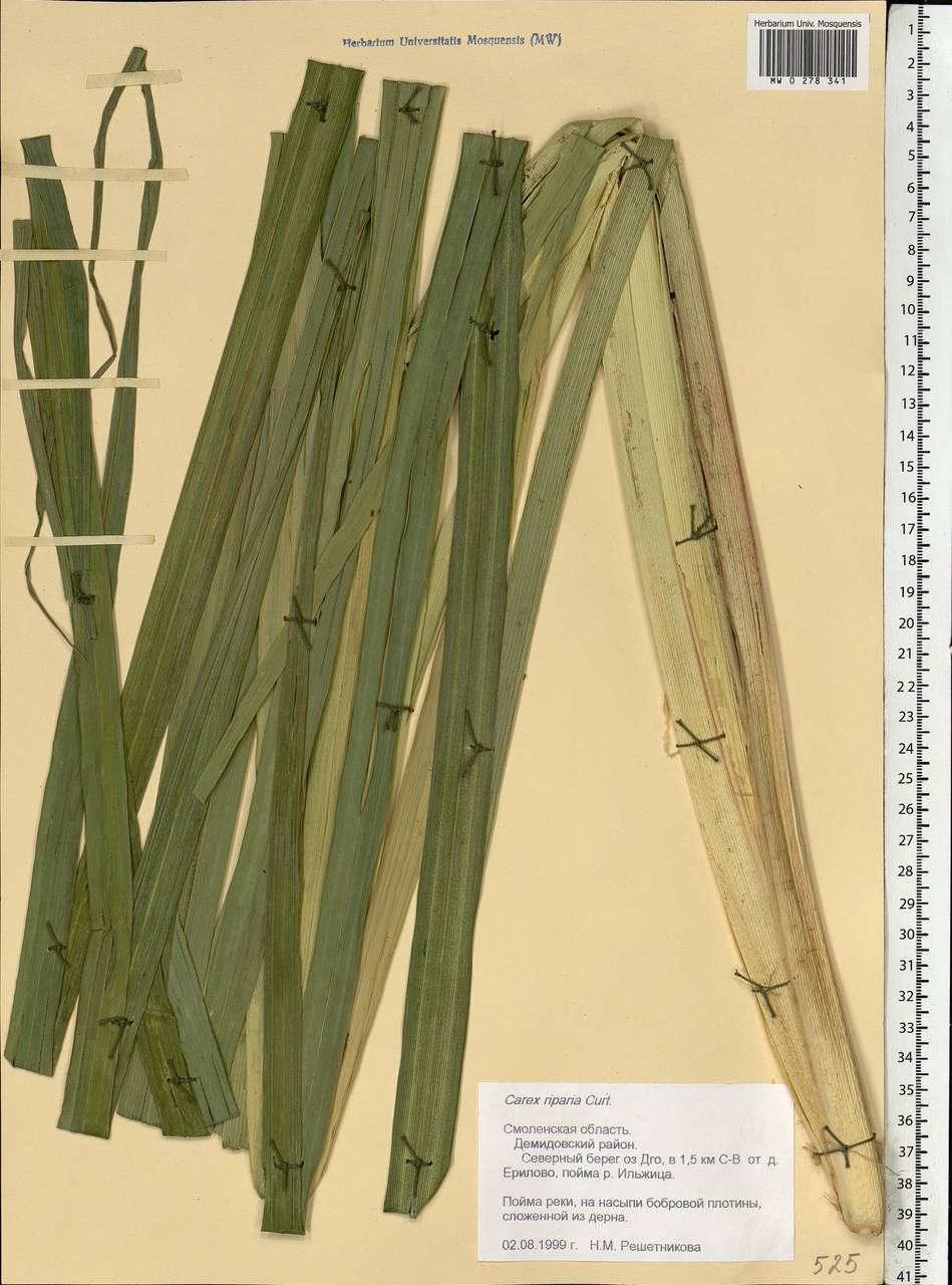 Carex riparia Curtis, Eastern Europe, Western region (E3) (Russia)