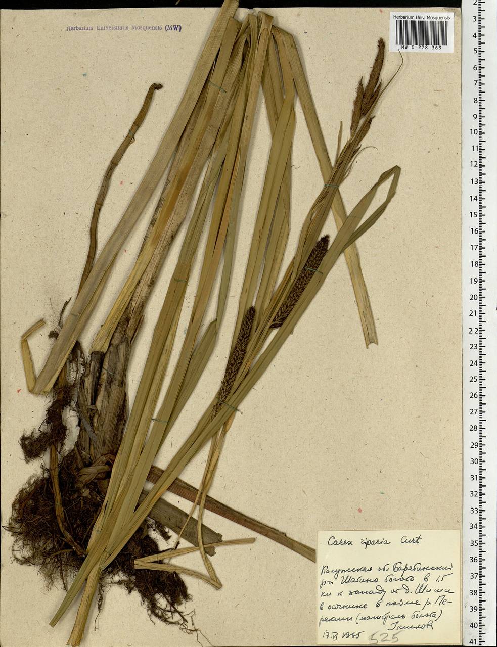 Carex riparia Curtis, Eastern Europe, Central region (E4) (Russia)