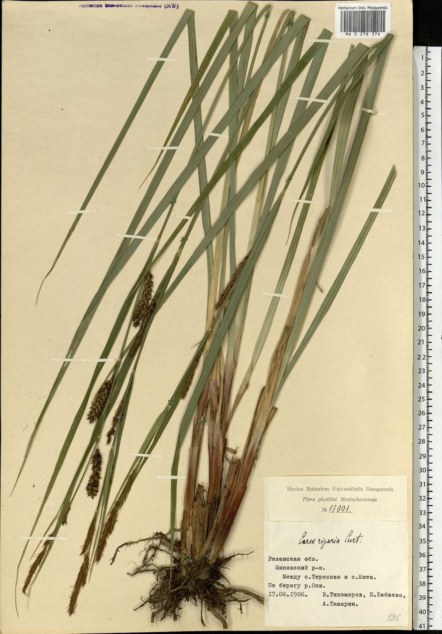 Carex riparia Curtis, Eastern Europe, Central region (E4) (Russia)