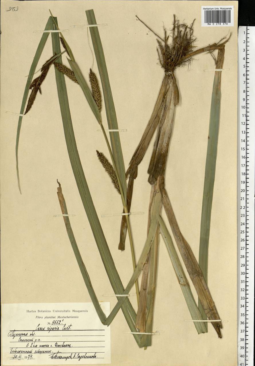 Carex riparia Curtis, Eastern Europe, Central region (E4) (Russia)