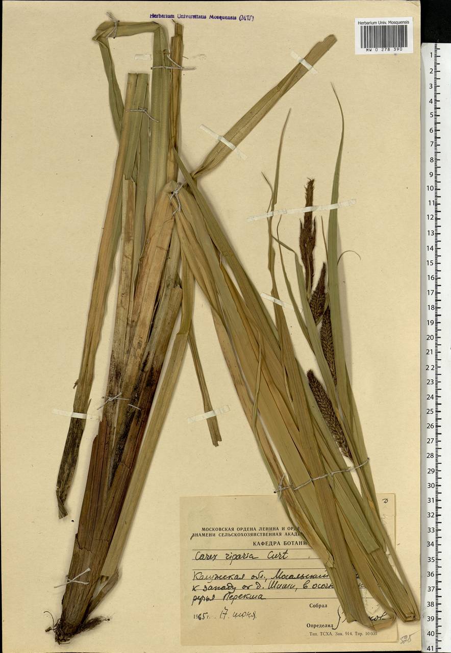 Carex riparia Curtis, Eastern Europe, Central region (E4) (Russia)