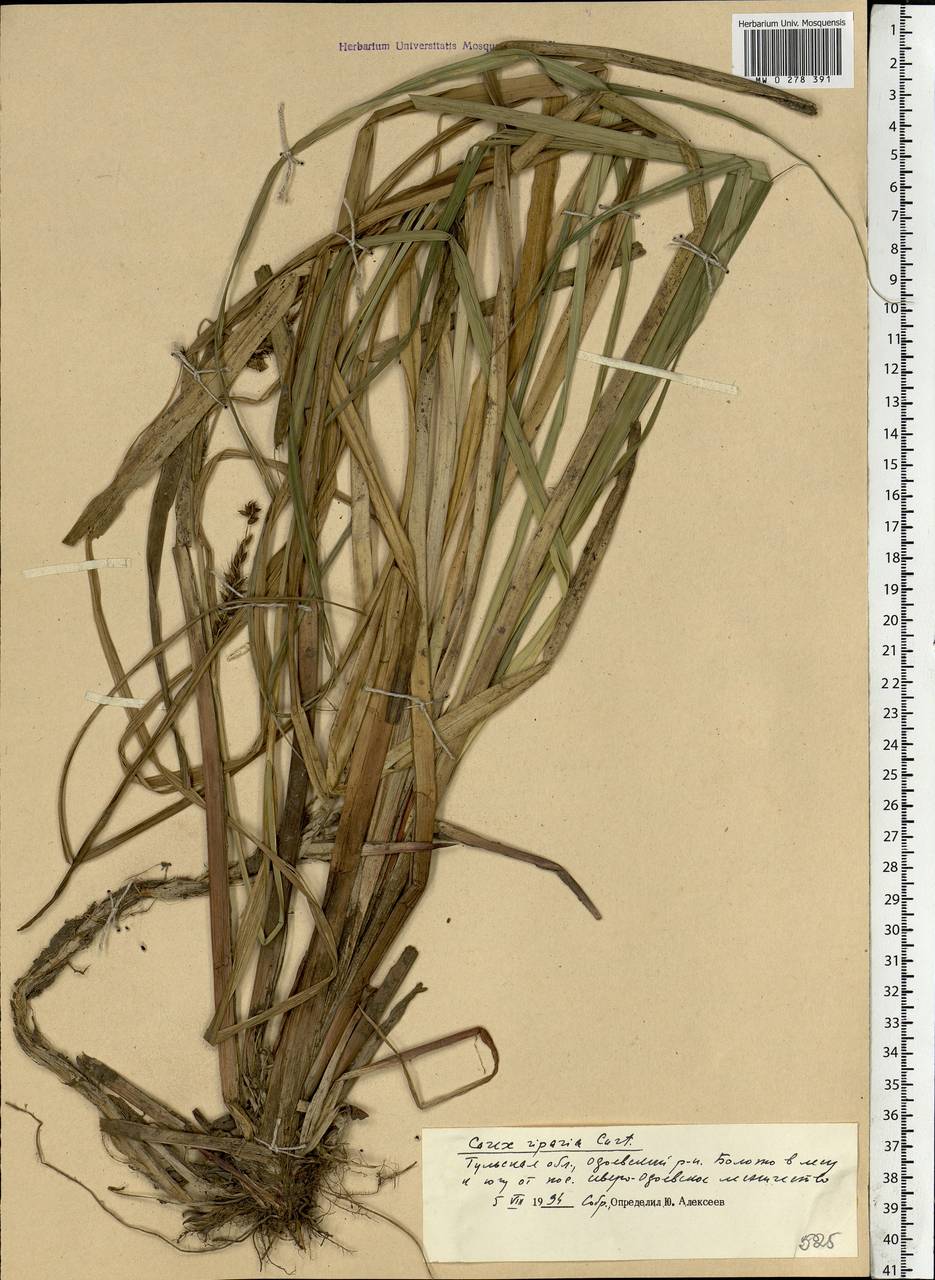 Carex riparia Curtis, Eastern Europe, Central region (E4) (Russia)
