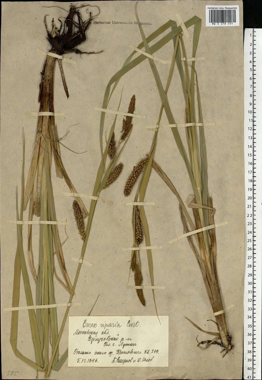 Carex riparia Curtis, Eastern Europe, Moscow region (E4a) (Russia)
