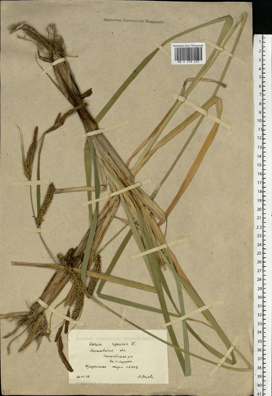 Carex riparia Curtis, Eastern Europe, Moscow region (E4a) (Russia)