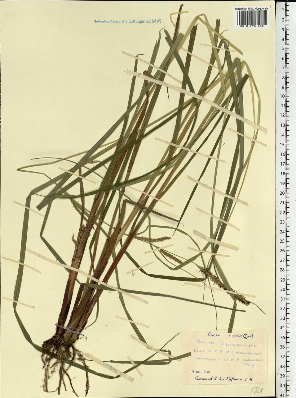 Carex riparia Curtis, Eastern Europe, Moscow region (E4a) (Russia)