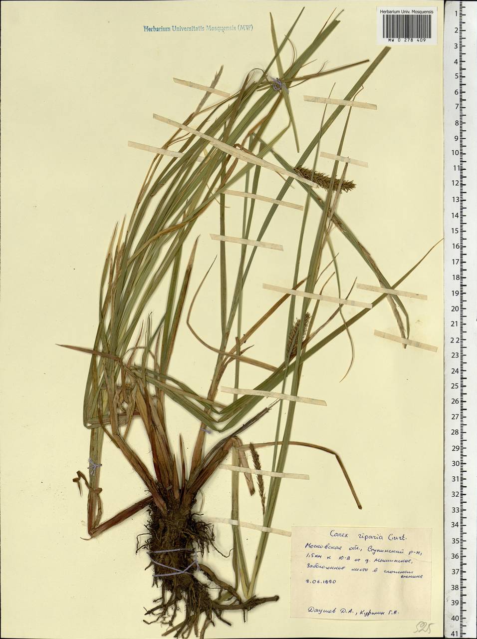 Carex riparia Curtis, Eastern Europe, Moscow region (E4a) (Russia)